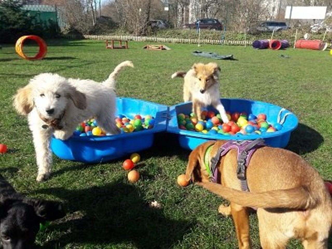 Welpen in der Welpenspielgruppe im geschützten Hundegarten