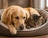 Golden Retriever Hund und getigerte Katze liegen zusammen in einem Hundebett.