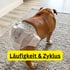 Bulldogge mit Windel steht auf Teppich. Text: "Läufigkeit & Zyklus"