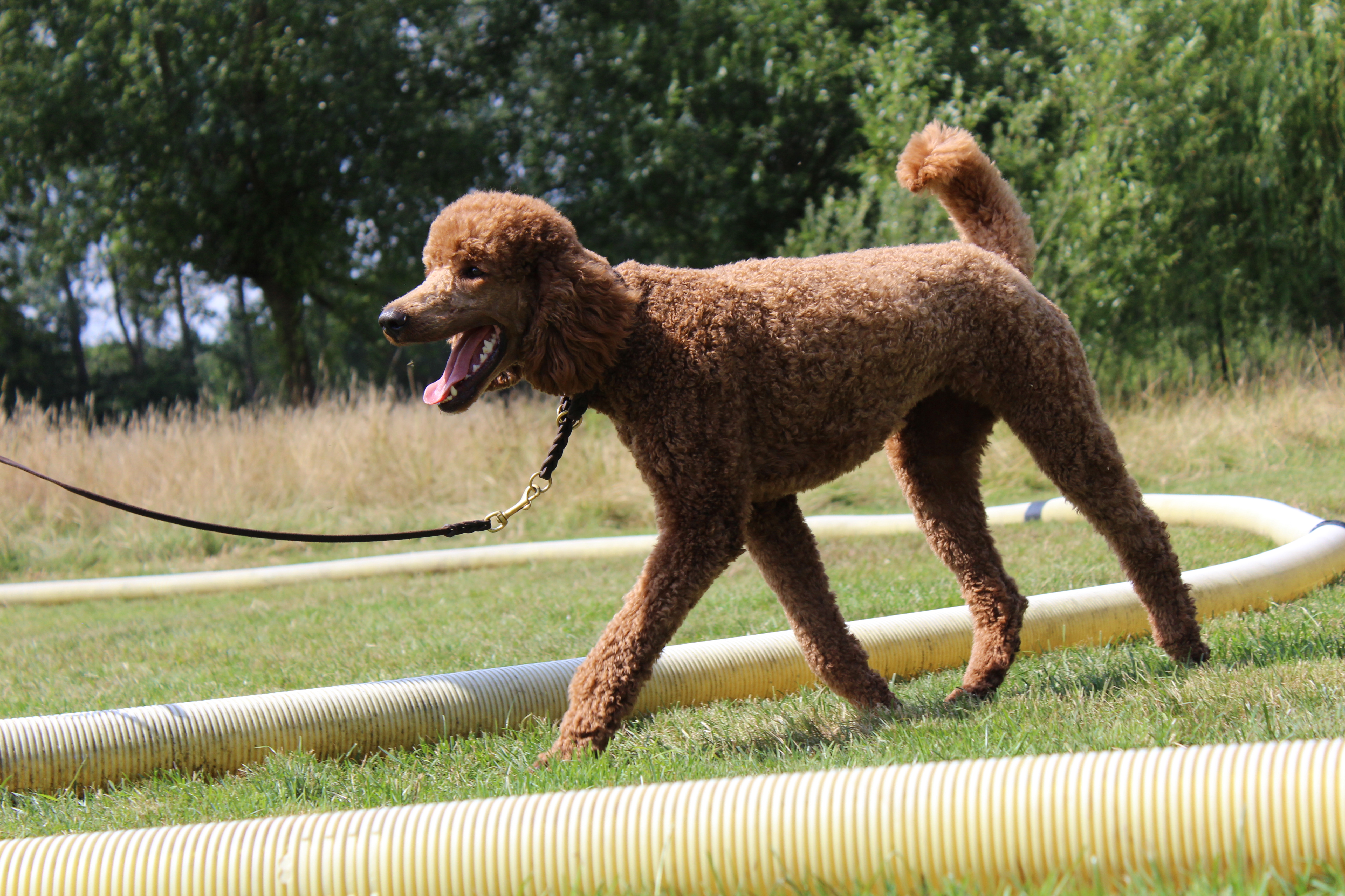 Longieren mit Hund