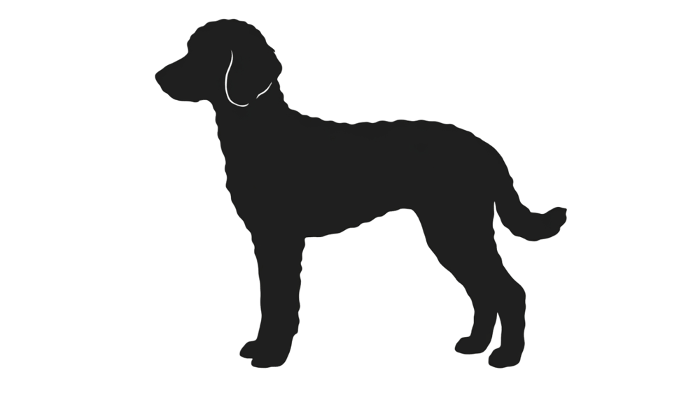 Silhouette Snoopy, Königspudel und Begleithund von Hundetrainerin Ulli Hansen, Hundeschule Ulli Hansen