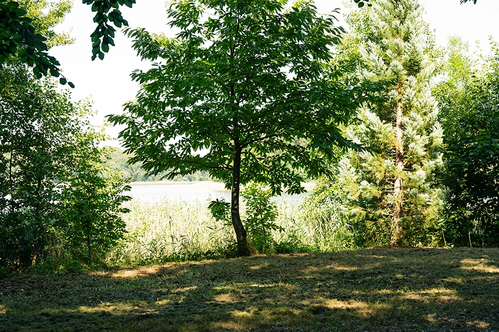Blick durch den Wald auf den Haussee