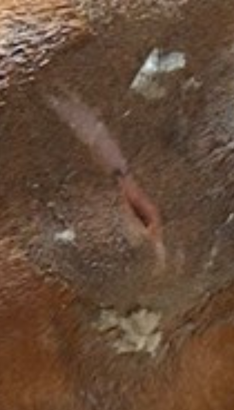 Fallbeispiel Platzwunde Pferd Situation nach AMAMUS Vet coldPlasma Behandlung