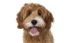Brauner Goldendoodle mit offener Schnauze und heraushängender Zunge auf grünem Hintergrund.