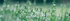 Weiße Blüten und grüne Pflanzen im Vordergrund, unscharfer grüner Hintergrund.