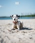 Dalmatiner mit rotem Halsband liegt auf einem Sandstrand vor blauem Wasser mit dem Logo Hundestrand.