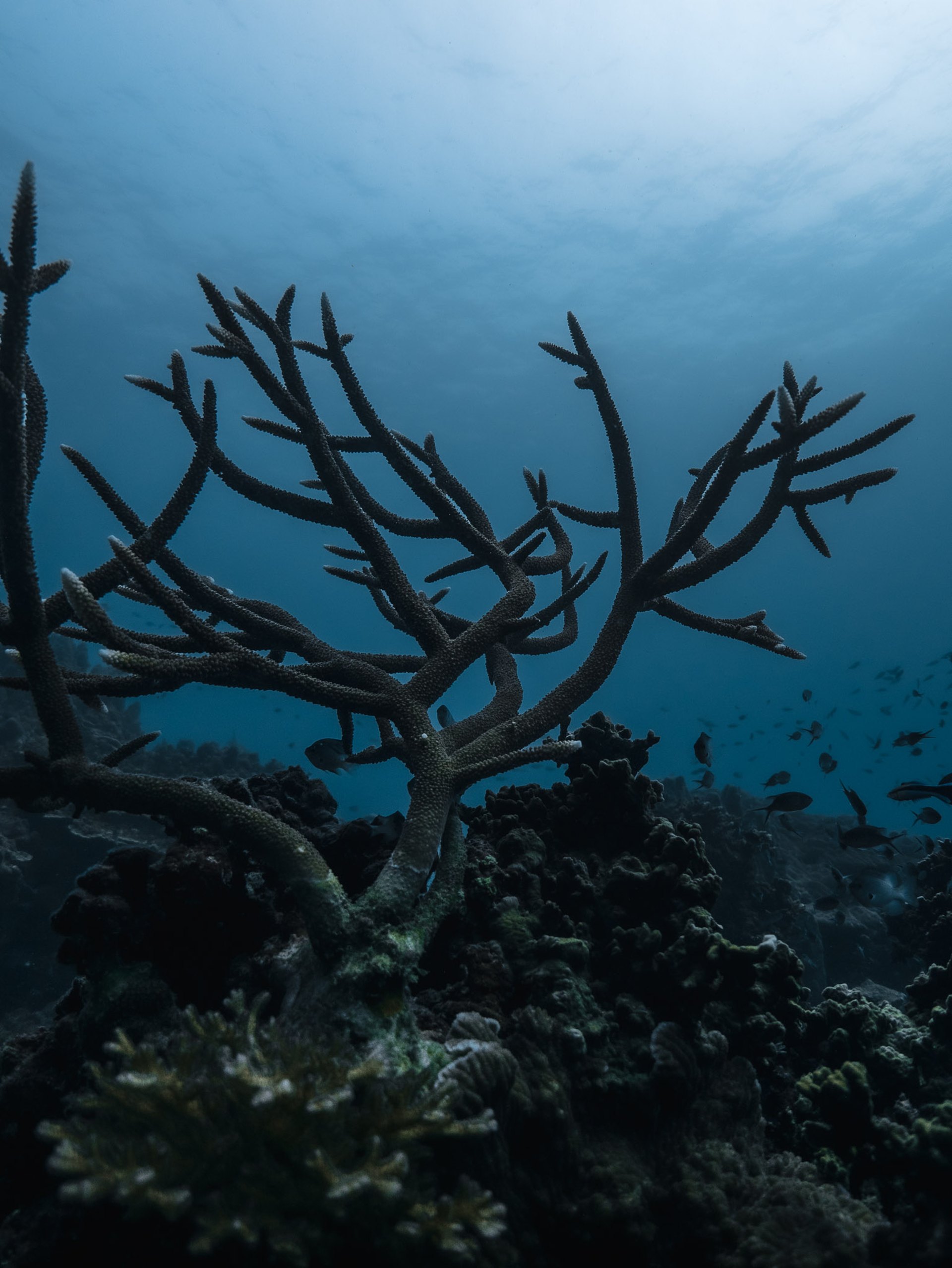 PADI oder SSI? Der ehrliche Vergleich – und warum die Frage falsch gestellt ist