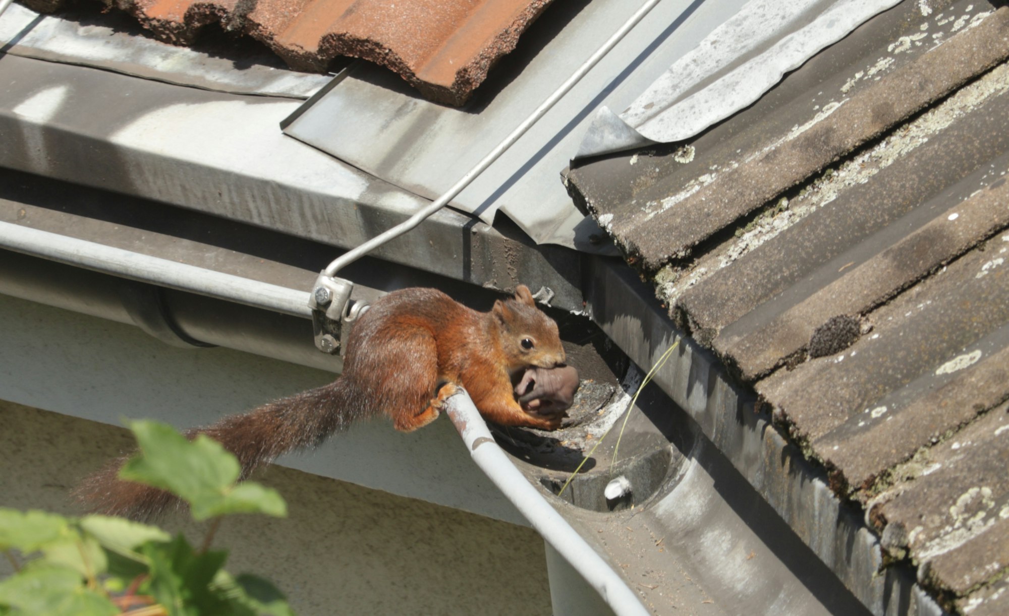 A squirrel perched on the edge of a house gutter, the roof edge animals use to get into an attic on a Joshua, TX home.