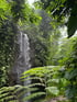 Wasserfall umgeben von dichtem, grünem Dschungel und üppigen Farnen.
