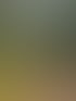 Eine Gruppe Menschen mit Hunden geht einen Feldweg entlang, umgeben von grünen Weinbergen und Bäumen.