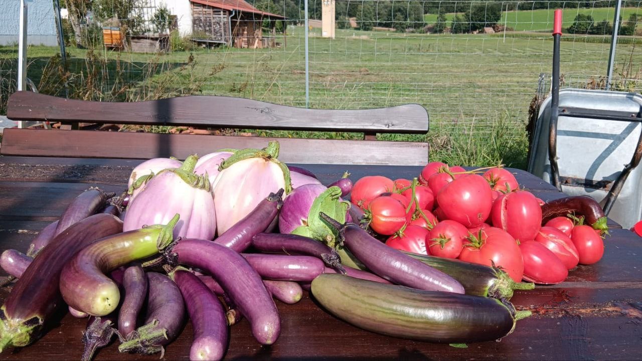 Frisch geerntete Auberginen und Tomaten auf einem Tisch
