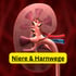 Querschnitt einer menschlichen Niere mit Nierenarterie und Vene; Text: "Niere & Harnwege".