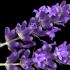 "Lavendel entführt Sie zu seinen sonnendurchdrängten, violett-blauen, im Wind wogenden Feldern im Herzen der Provence und spendet Ihnen eine Brise von Ausgeglichenheit und Entspannung.“
• wirkt beruhigend
• stärkt die Nerven
• wirkt stressabbauend