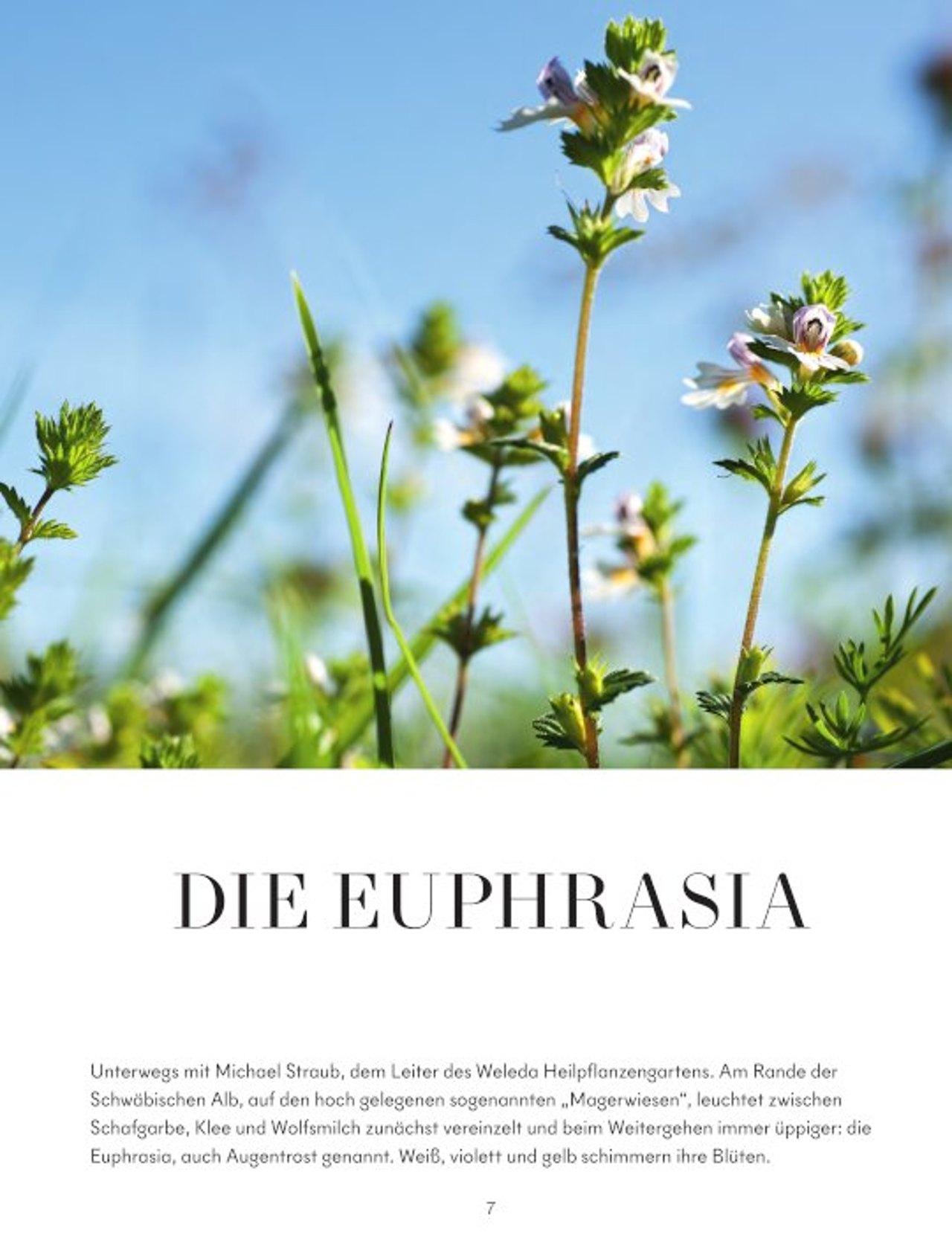 Die Euphrasia.
