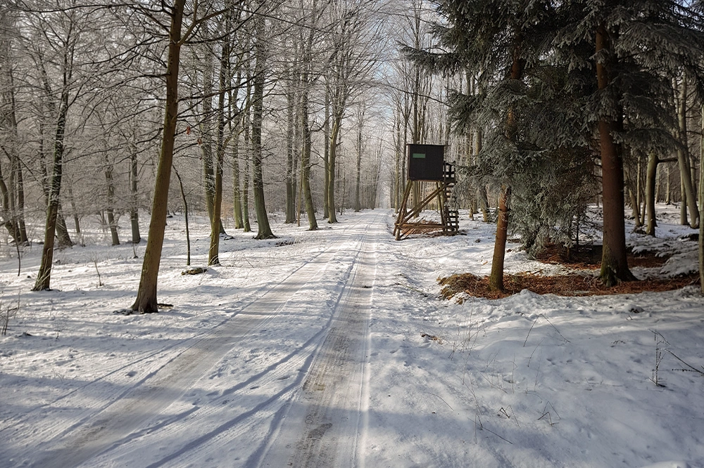 Winterwald mit Hochsitz