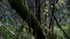 Ein dicker, moosbewachsener Ast, der sich durch einen dunklen Wald schlängelt, mit verschwommenen Bäumen im Hintergrund.