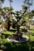 Ein großer Bonsai-Olivenbaum steht in einem schwarzen Kunststoffkübel auf einer Rasenfläche in einer Baumschule.