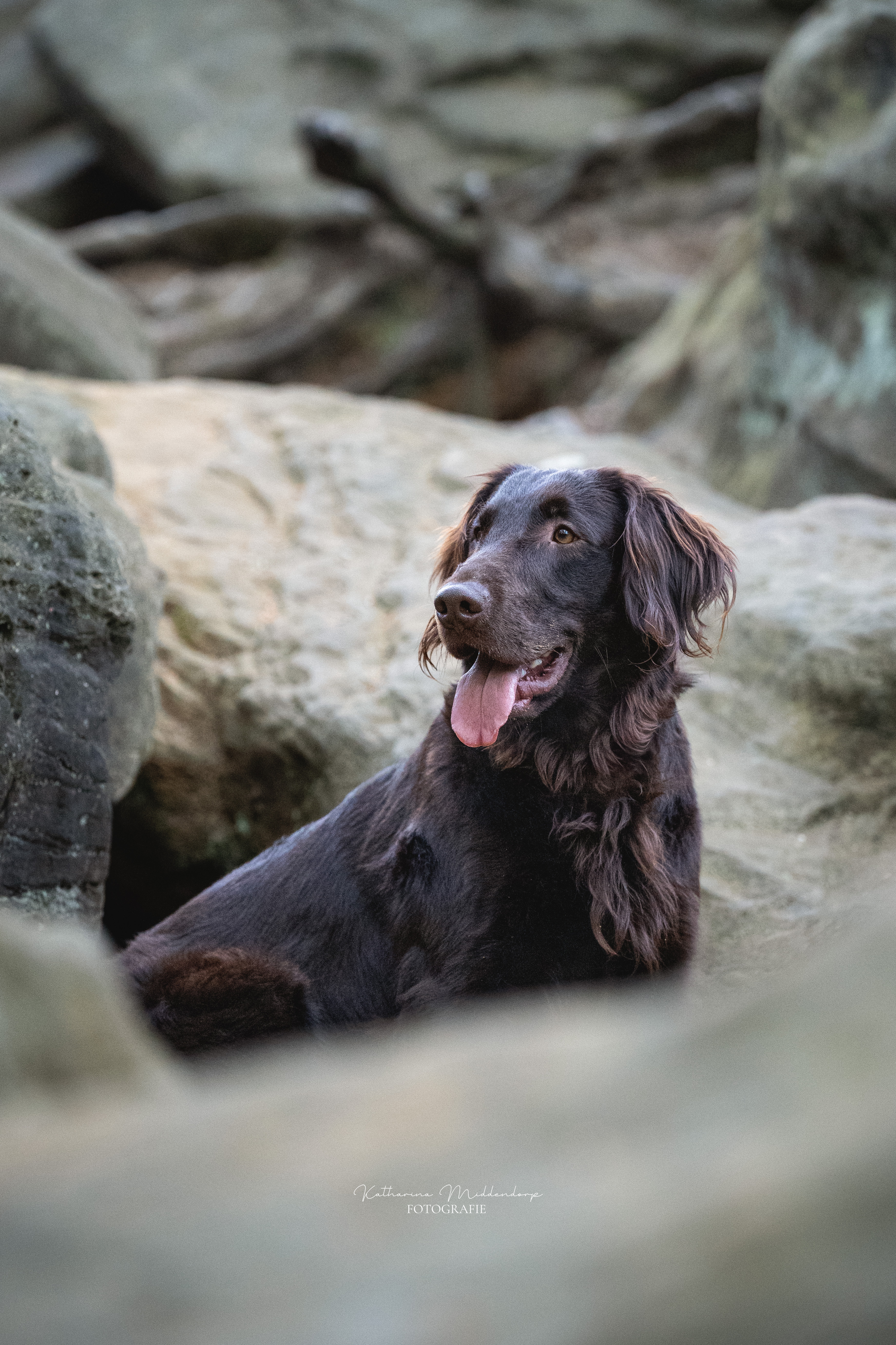 Hundefotografie von Katharina Middendorp