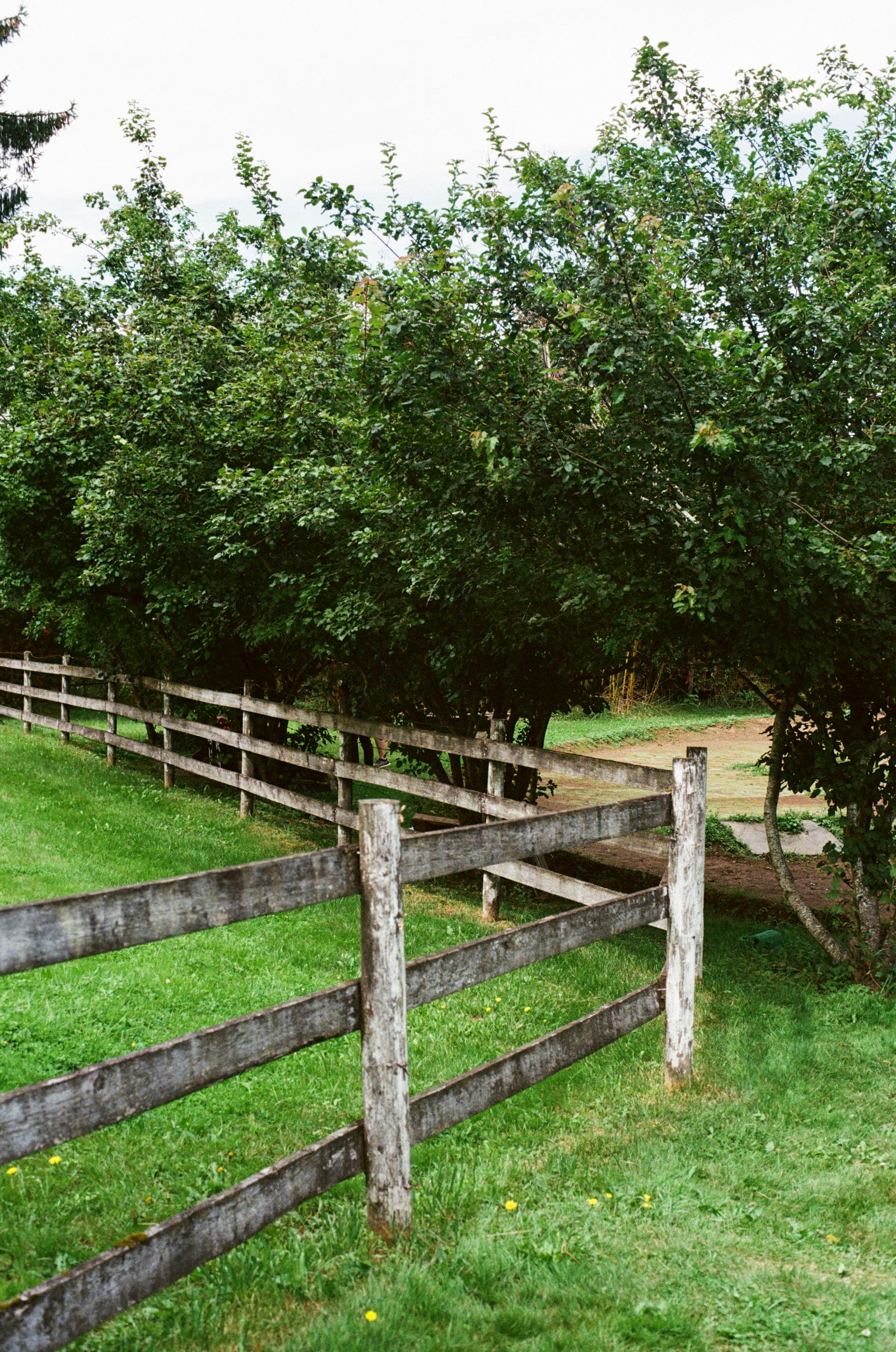 Wood fence running alongside trees and grass