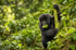 Young mountain gorilla on a tree trunk, gorilla trekking comparison Rwanda vs Uganda