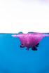 Eine pinkfarbene Qualle treibt an der Wasseroberfläche, halb über, halb unter Wasser fotografiert