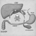 Anatomie-Diagramm von Leber, Magen, Darm und Bauchspeicheldrüse mit einem Gift-Symbol in der Mitte eines Kreislaufs.