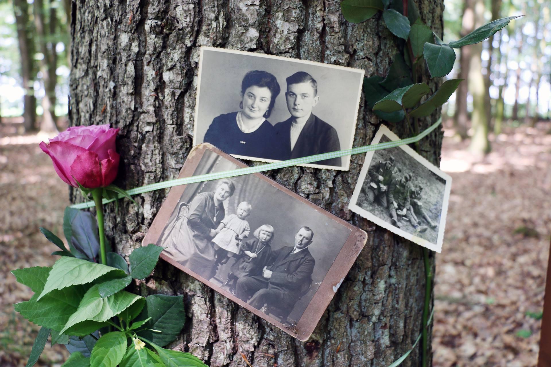 Alte Familienfotos an einem Baum im Wald, mit einer Rose – Erinnerung an frühere Generationen