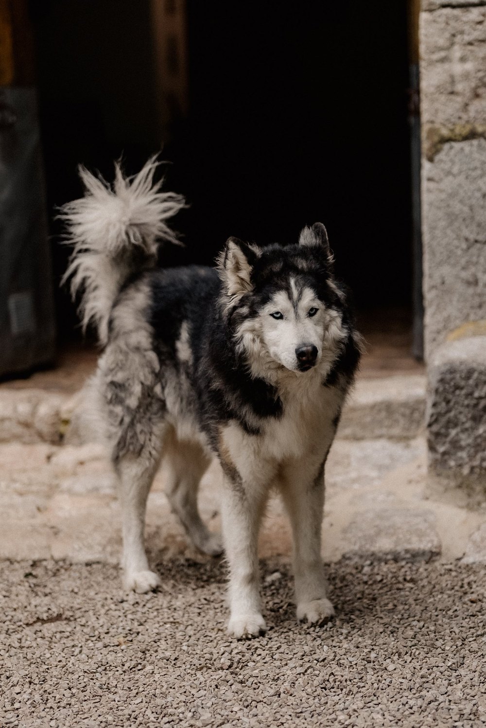 Husky vor einem Steintor