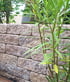 A green leafy plant stands in front of a textured tan and brown stone retaining wall in a backyard garden.