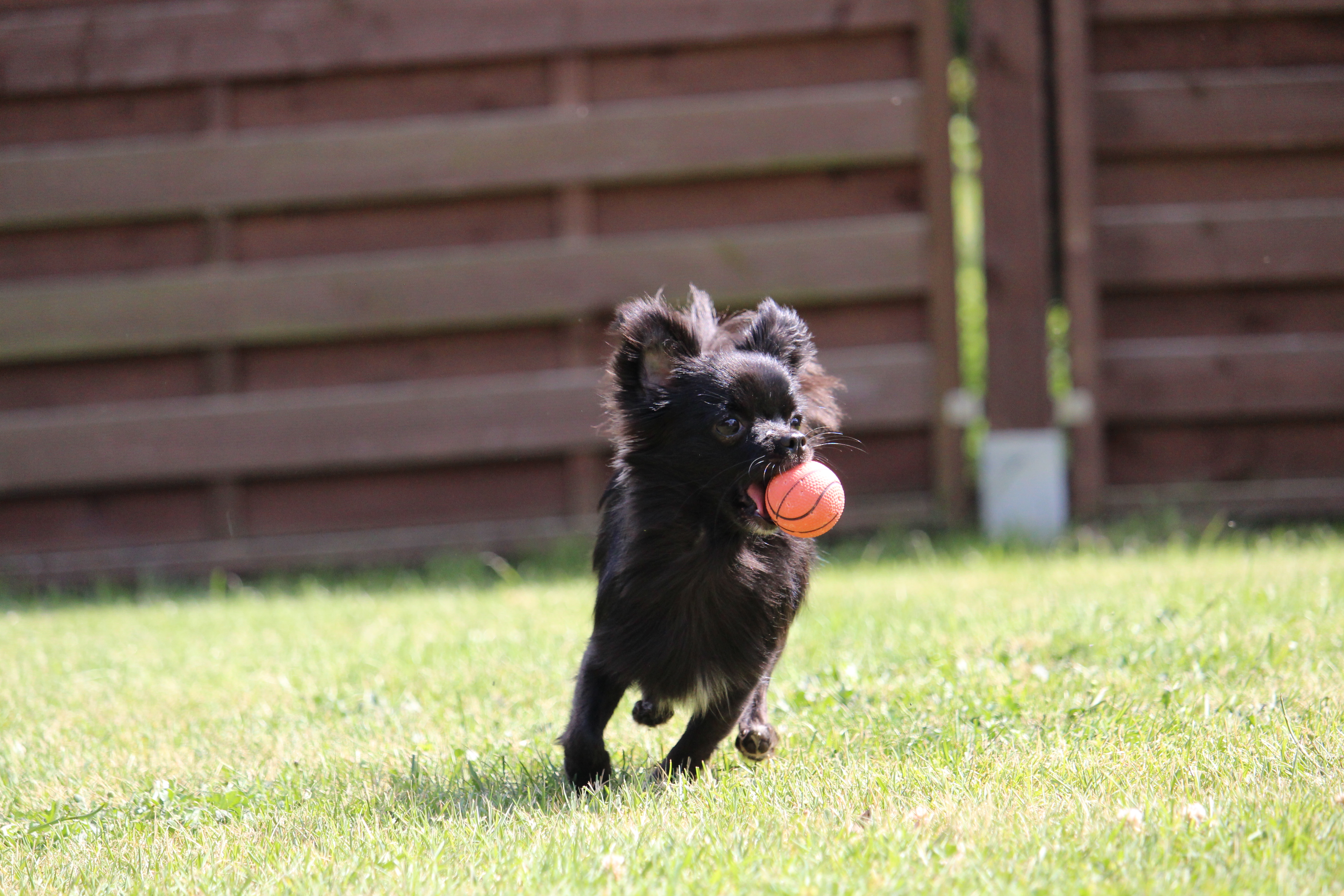 Kleinhundetraining