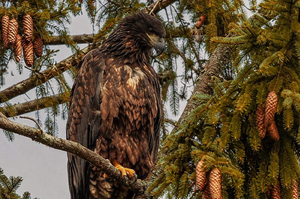 Junger Seeadler im Nadelbaum