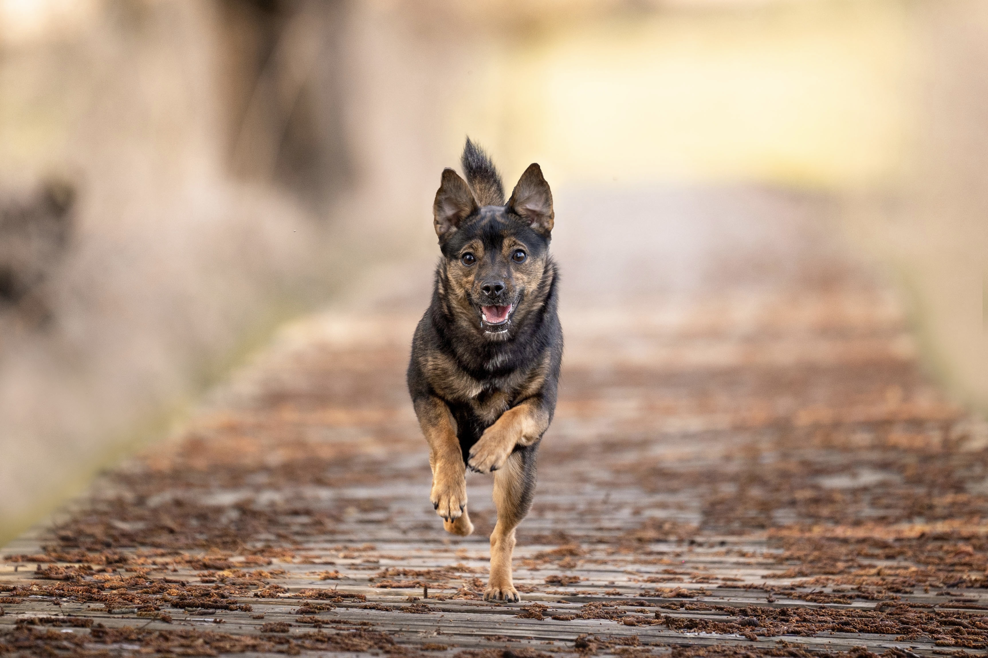 Hundefotografie von Katharina Middendorp