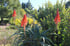 Drei hohe, leuchtend orangefarbene Aloe-Blüten ragen aus einer grünen Pflanze in einem sonnigen Garten.