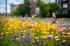 Bunte Wildblumenwiese mit blauen Kornblumen und gelbem Kalifornischem Mohn an einer städtischen Straße mit Ampel im Hintergrund.