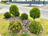 Gartenpflege Braunfels | Basun Haus & Gartenservice