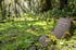Dian Fossey's grave and the gorilla graveyard at Karisoke in Volcanoes National Park, Rwanda