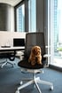 Süßer brauner Hund auf einem Bürostuhl in New Work Office
