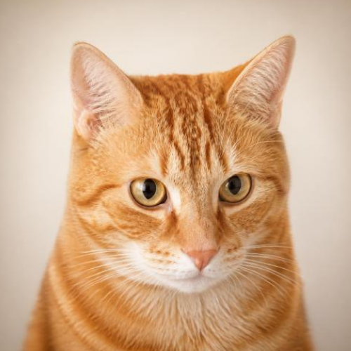 Katze