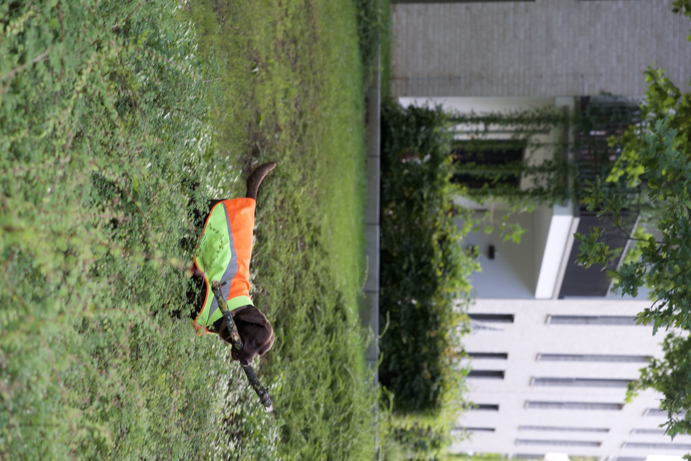 Der Firmenhund in Warnweste auf gepflegter Rasenfläche