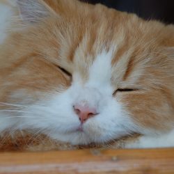 Katze der Tauchbasis – Kontakt per WhatsApp