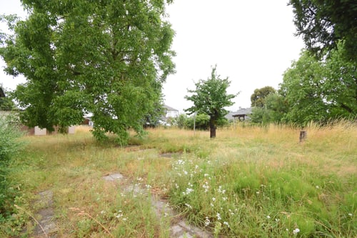 Eine große Wiese mit hohem Gras, zwei Bäumen und einem teilweise sichtbaren Gebäude im Hintergrund.