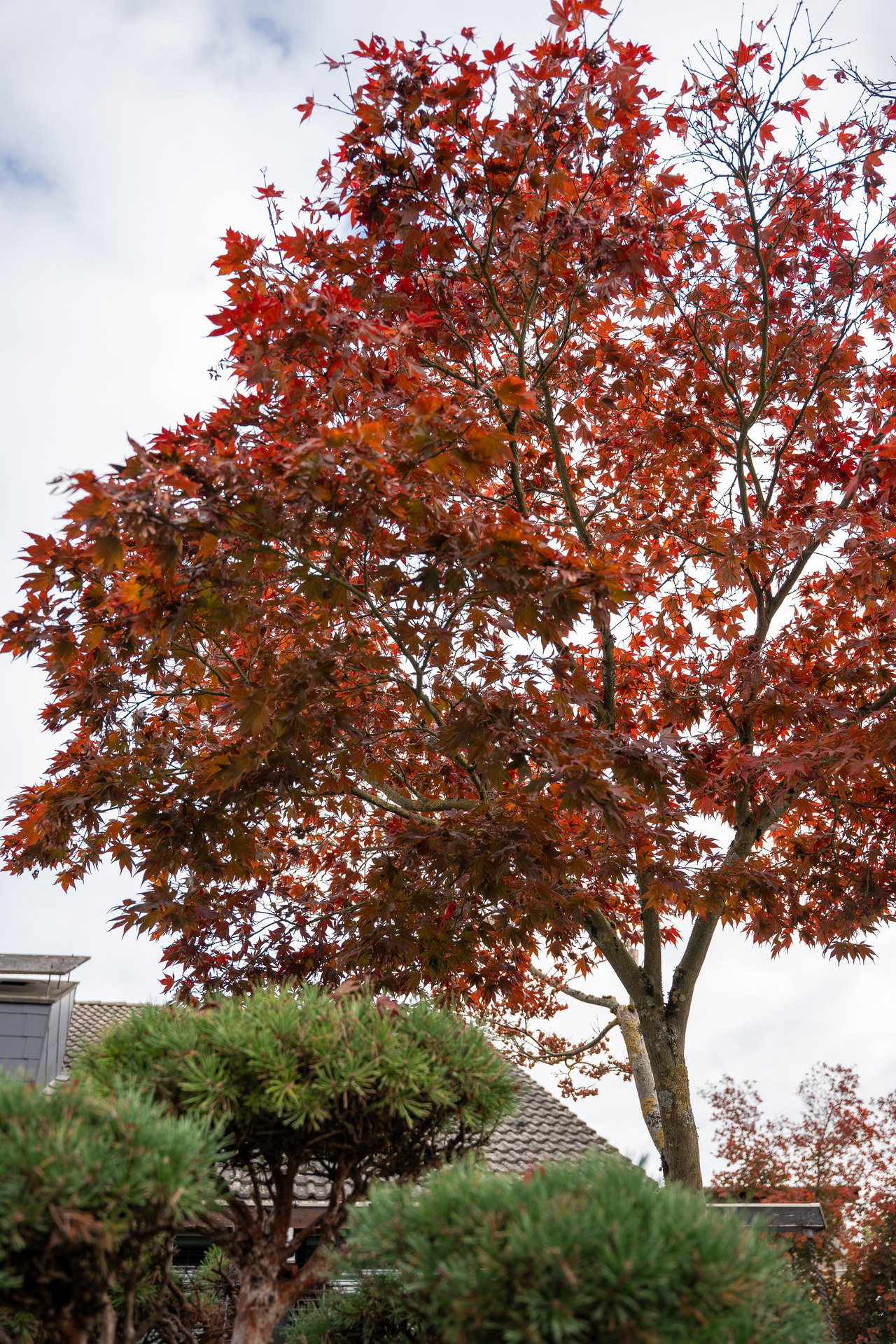 Japanischer Ahorn mit leuchtend roten Herbstblättern vor bewölktem Himmel