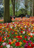 Ein Garten mit einem Meer aus bunten Tulpen in Rot, Gelb, Orange, Weiß und Rosa, umgeben von großen Bäumen und Menschen.