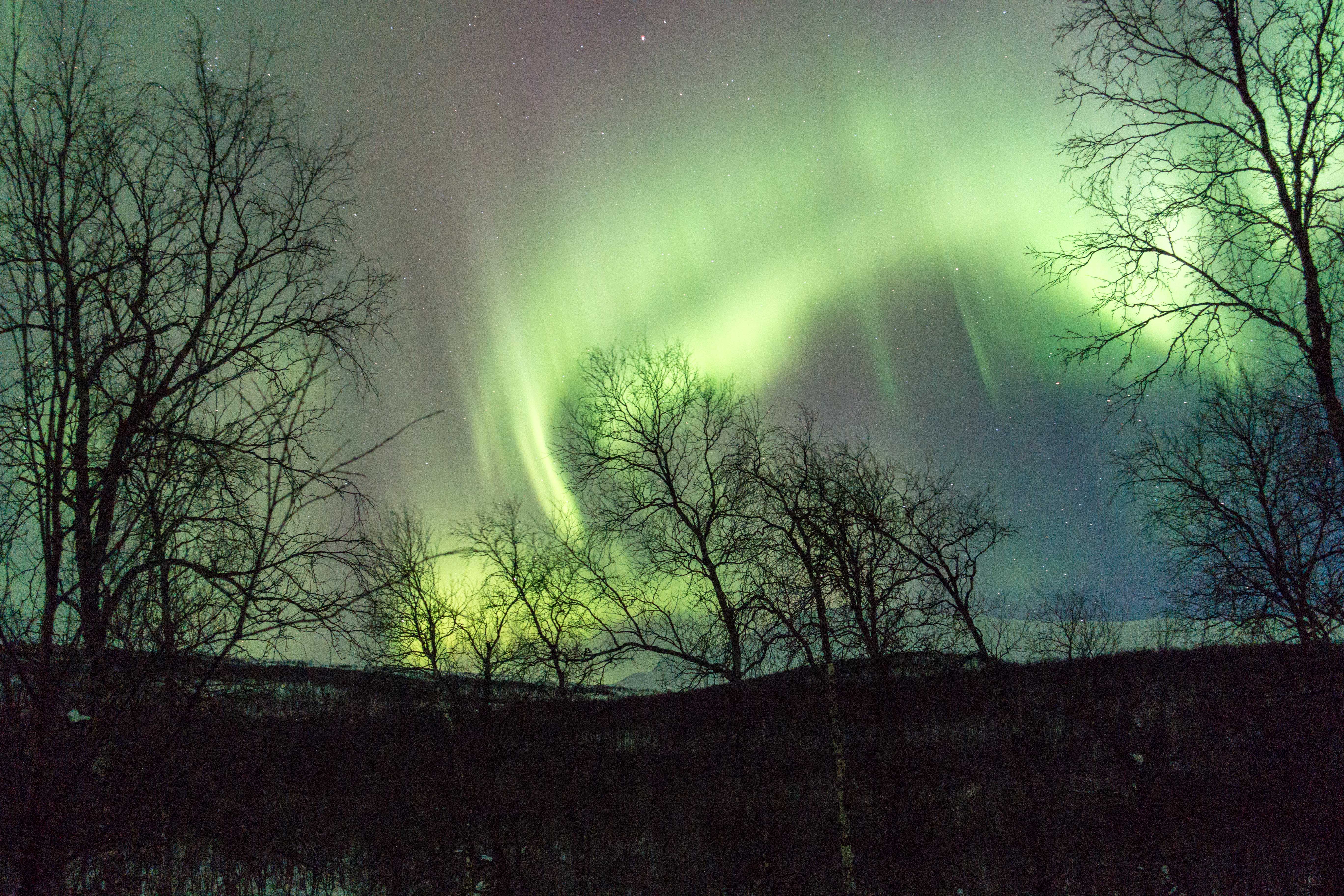 Lappland-Safari mit Hundeschlitten