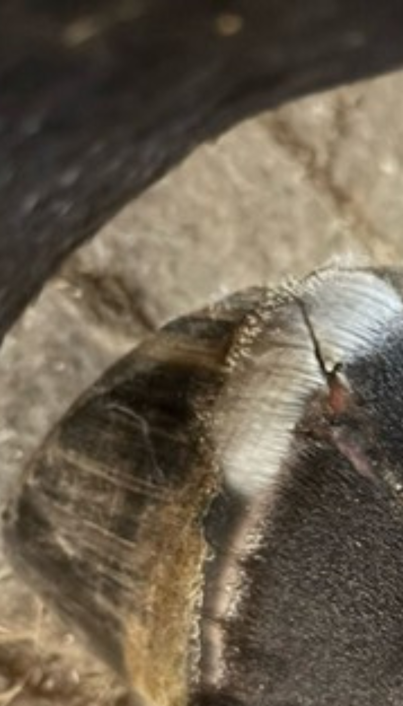 Fallbeispiel Ballentritt Pferd vor AMAMUS Vet coldPlasma Behandlung