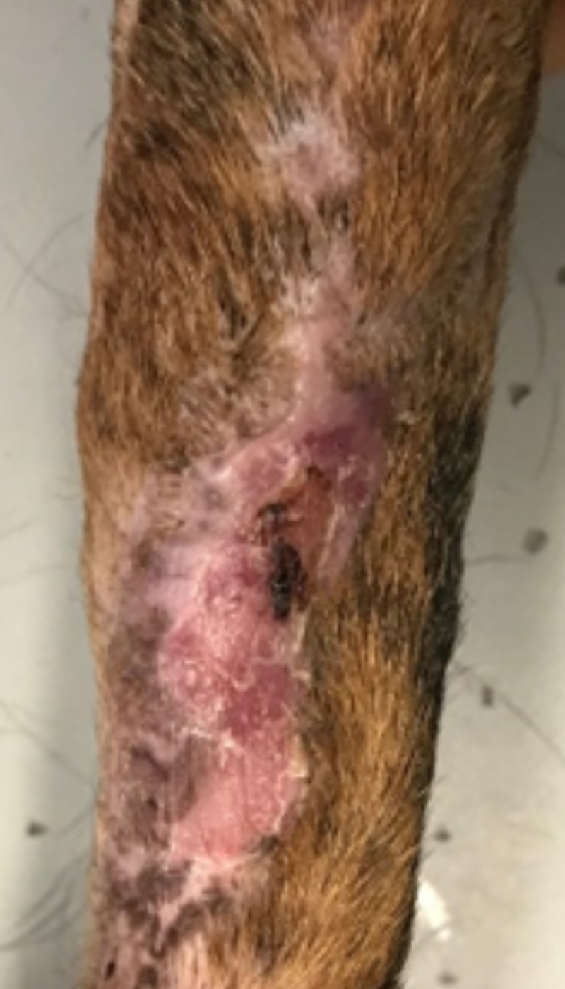 Fallbeispiel Wunde schlecht heilend Situation nach AMAMUS Vet coldPlasma Behandlung