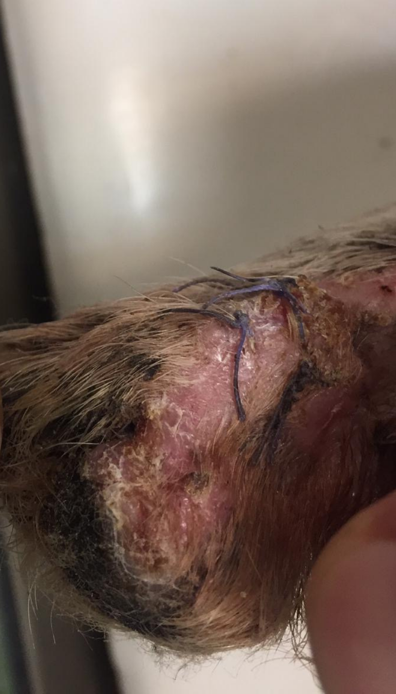 Fallbeispiel Pfotenverletzung Unfall Situation nach AMAMUS Vet coldPlasma Behandlung