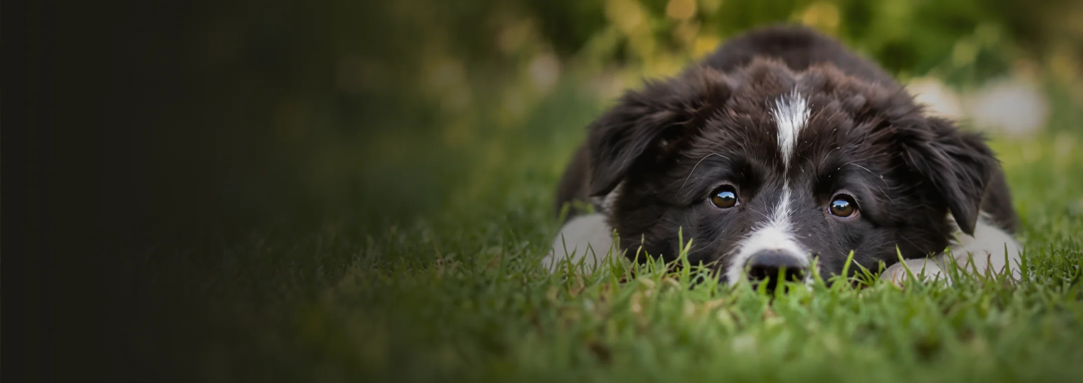 Coke, Sabrinas Hund, als Welpe im Gras