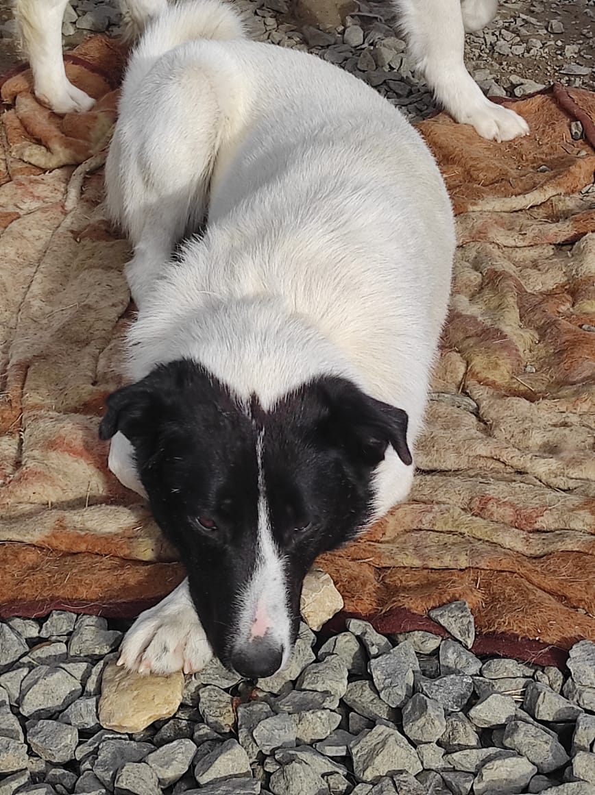 Oskar