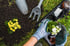 Hände in Gartenhandschuhen halten eine weiße Kalanchoe-Pflanze über einer schwarzen Pflanzenschale.